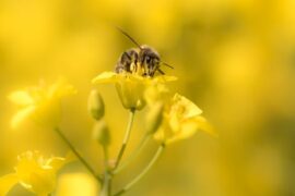 cientificos reemplazaran drones por abejas 2