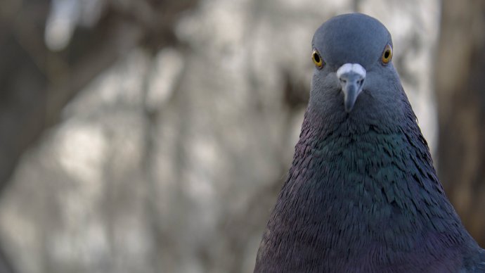 bird-brains_of_britain_pigeons_understand_space_and_time_-_2