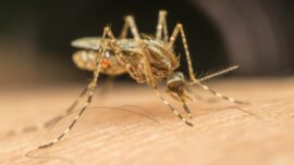 twitter veta a hombre por amenaza de muerte de mosquito 2