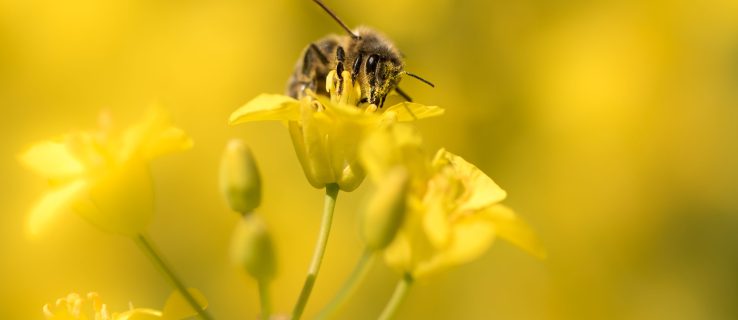 Científicos reemplazarán drones por abejas
