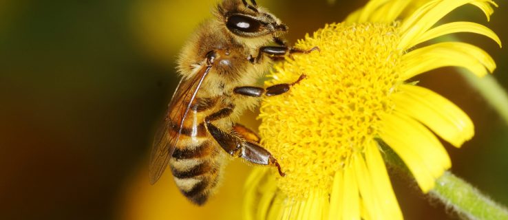 La IA podría ser clave para salvar la población de abejas del Reino Unido