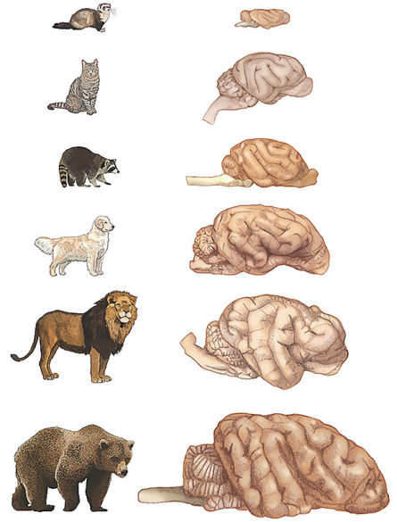 ilustracion-cerebro-carnivoro-445x585
